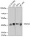 Ring Finger Protein 34 antibody, GTX65614, GeneTex, Western Blot image 