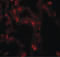 Aromatic-L-amino-acid decarboxylase antibody, LS-B10123, Lifespan Biosciences, Immunofluorescence image 