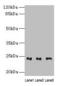 RAB4B, Member RAS Oncogene Family antibody, LS-C396535, Lifespan Biosciences, Western Blot image 
