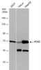 Phosphoenolpyruvate carboxykinase [GTP], mitochondrial antibody, NBP2-19729, Novus Biologicals, Western Blot image 