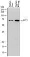 Phosphoenolpyruvate carboxykinase, cytosolic [GTP] antibody, MAB7316, R&D Systems, Western Blot image 