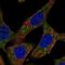 Aminopeptidase Puromycin Sensitive antibody, NBP2-13669, Novus Biologicals, Immunofluorescence image 