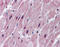 Sphingolipid Transporter 2 antibody, ARP56057_P050, Aviva Systems Biology, Immunohistochemistry paraffin image 