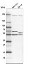 DEAD-Box Helicase 6 antibody, PA5-55012, Invitrogen Antibodies, Western Blot image 