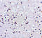 Neuronal PAS Domain Protein 3 antibody, 4107, ProSci, Immunohistochemistry paraffin image 