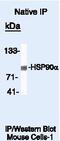 HSP90AA1 antibody, PA5-16341, Invitrogen Antibodies, Immunoprecipitation image 