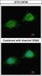 Presequence protease, mitochondrial antibody, GTX119739, GeneTex, Immunocytochemistry image 