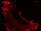 V5 epitope tag antibody, ab9113, Abcam, Immunofluorescence image 