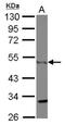 CTBP antibody, NBP2-16023, Novus Biologicals, Western Blot image 