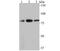 hVPS35 antibody, NBP2-75710, Novus Biologicals, Western Blot image 