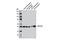 Cytochrome P450(scc) antibody, 12491S, Cell Signaling Technology, Western Blot image 