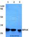 Replication protein A 30 kDa subunit antibody, A10384-1, Boster Biological Technology, Western Blot image 