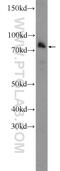 Pentatricopeptide Repeat Domain 3 antibody, 25158-1-AP, Proteintech Group, Western Blot image 