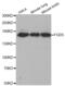 FYVE, RhoGEF And PH Domain Containing 5 antibody, abx002565, Abbexa, Western Blot image 