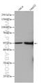 LSM11, U7 Small Nuclear RNA Associated antibody, 26119-1-AP, Proteintech Group, Western Blot image 