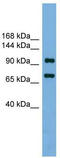 Homeobox protein Nkx-2.1 antibody, TA341824, Origene, Western Blot image 