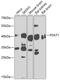 Psat antibody, 15-383, ProSci, Western Blot image 