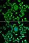 Retinol Binding Protein 3 antibody, LS-C334688, Lifespan Biosciences, Immunofluorescence image 