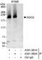 Shugoshin-like 2 antibody, A301-261A, Bethyl Labs, Immunoprecipitation image 