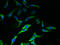 Peroxisomal Biogenesis Factor 11 Beta antibody, A60234-100, Epigentek, Immunofluorescence image 
