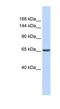 Zinc Finger Protein 91 antibody, NBP1-79225, Novus Biologicals, Western Blot image 