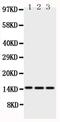 Homeobox protein Hox-A1 antibody, PA5-79385, Invitrogen Antibodies, Western Blot image 