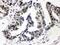 Sp3 Transcription Factor antibody, PA5-80057, Invitrogen Antibodies, Immunohistochemistry frozen image 