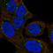 Death Associated Protein Kinase 2 antibody, HPA071581, Atlas Antibodies, Immunofluorescence image 