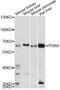 Protein Disulfide Isomerase Family A Member 5 antibody, LS-C749395, Lifespan Biosciences, Western Blot image 