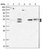 Group XV phospholipase A2 antibody, PA5-59682, Invitrogen Antibodies, Western Blot image 