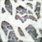 Desmin antibody, LS-C118429, Lifespan Biosciences, Immunohistochemistry frozen image 