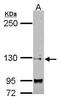 Splicing Factor 3b Subunit 3 antibody, GTX122554, GeneTex, Western Blot image 