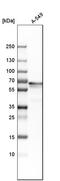 p76 antibody, HPA017163, Atlas Antibodies, Western Blot image 