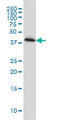 Pleckstrin antibody, LS-B4393, Lifespan Biosciences, Western Blot image 