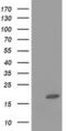 Fatty acid-binding protein, intestinal antibody, MA5-25688, Invitrogen Antibodies, Western Blot image 