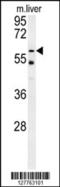 Peroxisomal leader peptide-processing protease antibody, 55-029, ProSci, Western Blot image 