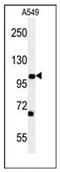 Dpy-19 Like 2 antibody, AP51317PU-N, Origene, Western Blot image 