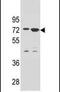 Zinc Finger Protein 324B antibody, PA5-24105, Invitrogen Antibodies, Western Blot image 