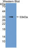 SPARC antibody, LS-C314622, Lifespan Biosciences, Western Blot image 