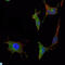 SMAD Family Member 5 antibody, LS-C812774, Lifespan Biosciences, Immunofluorescence image 