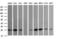 Vesicle Transport Through Interaction With T-SNAREs 1A antibody, M06649, Boster Biological Technology, Western Blot image 