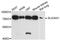 Solute Carrier Family 34 Member 1 antibody, A13635, ABclonal Technology, Western Blot image 