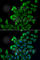 Fatty Acid Binding Protein 5 antibody, A6373, ABclonal Technology, Immunofluorescence image 