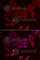 Folliculin antibody, A6493, ABclonal Technology, Immunofluorescence image 