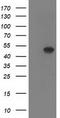 Histone-lysine N-methyltransferase SETD7 antibody, CF503354, Origene, Western Blot image 