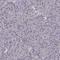 Solute carrier family 22 member 18 antibody, HPA067812, Atlas Antibodies, Immunohistochemistry frozen image 