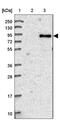 Centrosomal Protein 68 antibody, NBP1-82988, Novus Biologicals, Western Blot image 