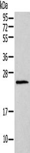 Histone Cluster 1 H1 Family Member T antibody, PA5-51200, Invitrogen Antibodies, Western Blot image 