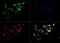 Cholesterol 24-hydroxylase antibody, GTX30682, GeneTex, Immunofluorescence image 