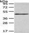 SET And MYND Domain Containing 2 antibody, CSB-PA781925, Cusabio, Western Blot image 
